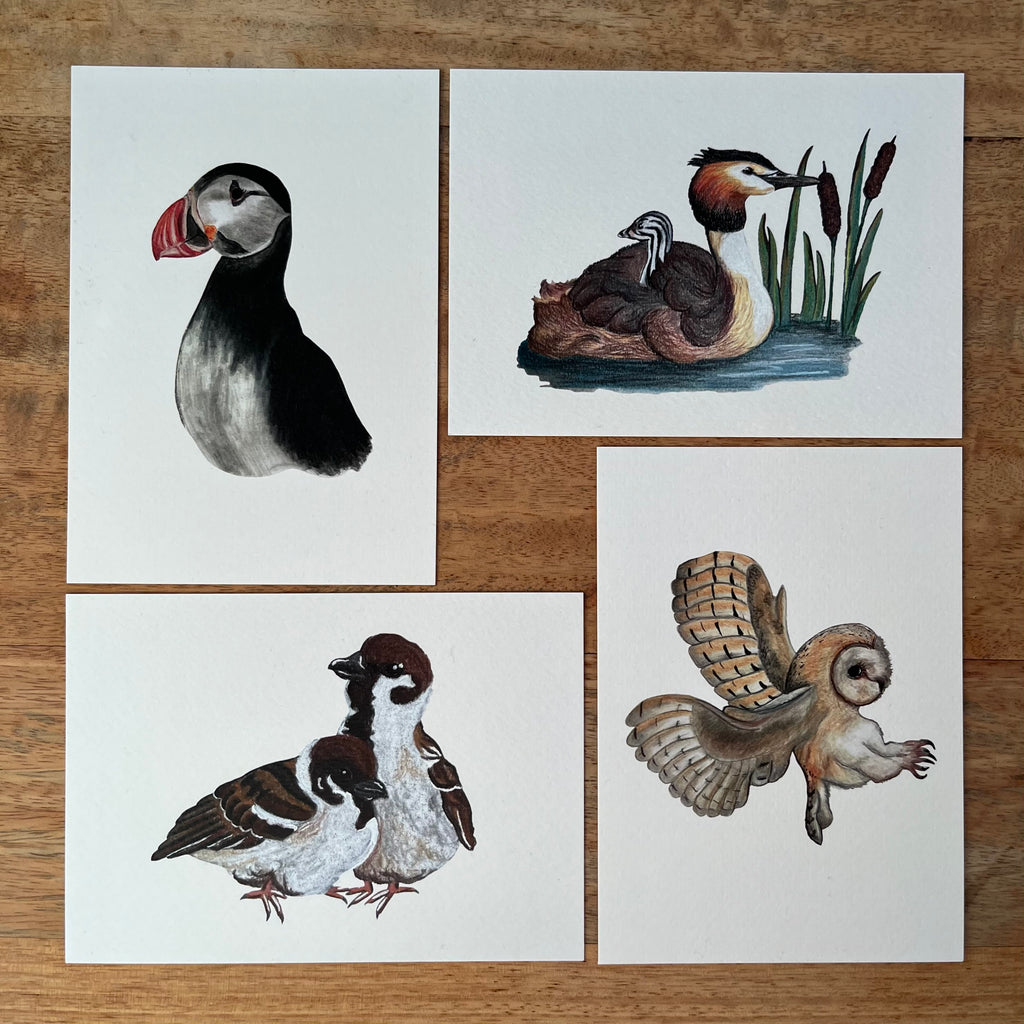 Kaartenset ‘vogels’ 4 stuks